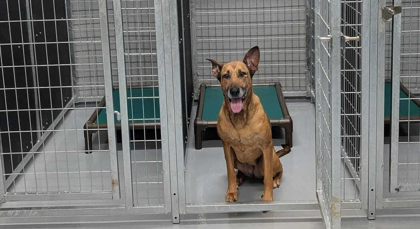 Pet boarding near DFW Airport
